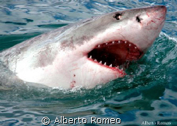 BIG WHITE SHARK by Alberto Romeo 